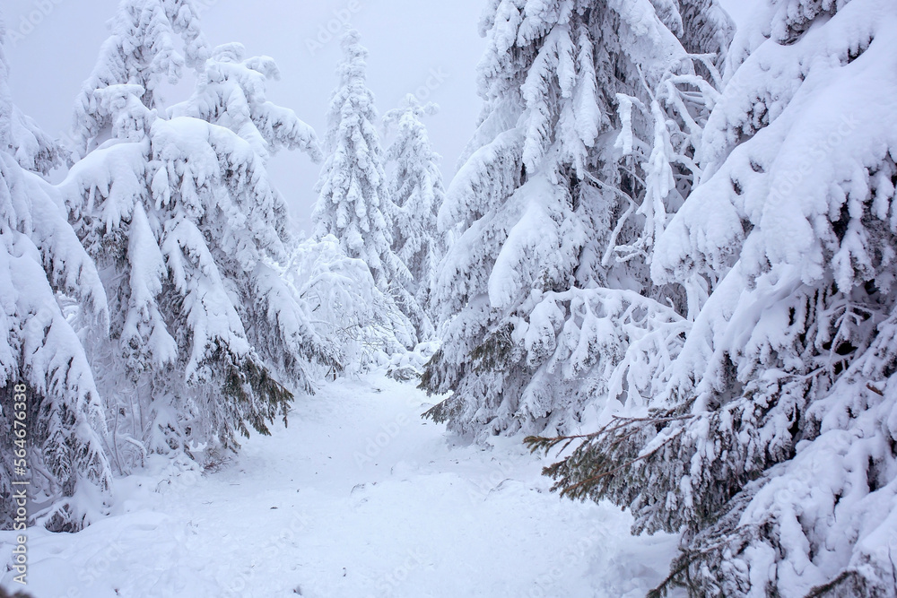 Beautiful winter scenic snowy landscape, trees