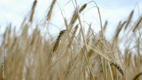 Golden cereal grain field moving in light wind. High grain price, wheat shortage and food crisis concept. Close-up of barley growing naturally in sunlight.