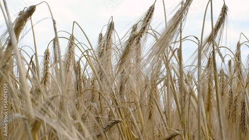 Golden cereal grain field moving in light wind. High grain price, wheat shortage and food crisis concept. Close-up of barley growing naturally in sunlight.