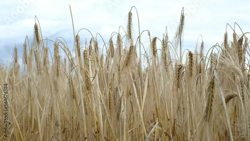 Golden cereal grain field moving in light wind. High grain price, wheat shortage and food crisis concept. Close-up of barley growing naturally in sunlight.
