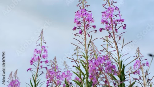 Fireweed or rosebay willow herb moving in light wind. Close-up of beautiful violet pink blossoming fireweed flowers during sunny summer day. Summer background. Nordic summer nature.