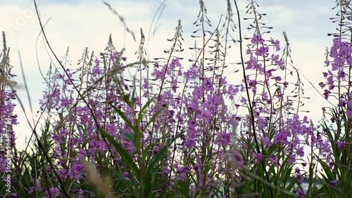 Fireweed or rosebay willow herb moving in light wind. Close-up of beautiful violet pink blossoming fireweed flowers during sunny summer day. Summer background. Nordic summer nature.