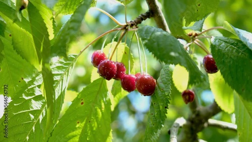 Ripe cherries hanging from a sweet cherry tree branch in sunshine. Bird cherry tree. Water droplets on fruits after rain reflecting sun.
