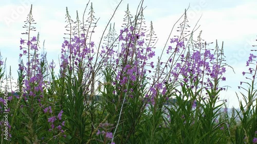 Fireweed or rosebay willow herb moving in light wind. Close-up of beautiful violet pink blossoming fireweed flowers during sunny summer day. Summer background. Nordic summer nature.