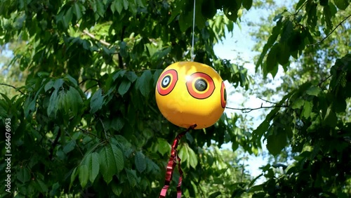 Scare-eye balloon or bird scare ball. Inflated scare-eye bird repellent balloons moving in wind efficiently repel common unwanted pest birds off of property. 