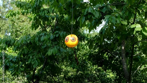 Scare-eye balloon or bird scare ball. Inflated scare-eye bird repellent balloons moving in wind efficiently repel common unwanted pest birds off of property. 