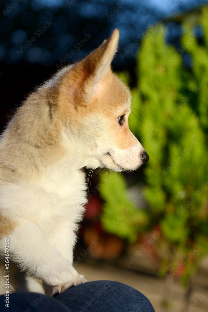 Portrait of a cute corgi puppy. A small smiling dog on a walk. A dog for an advertising tape. Playful pet close-up. Portrait of cute welsh corgi dog at the park. Welsh corgi. Little corgi dog portrait