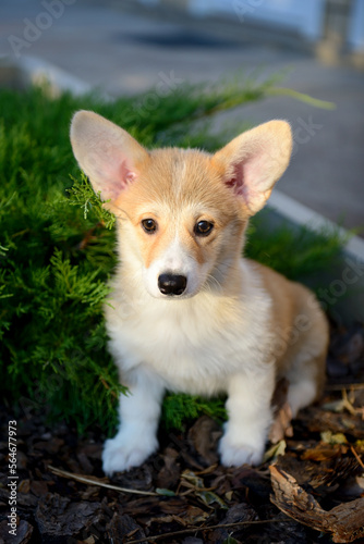 Portrait of a cute corgi puppy. A small smiling dog on a walk. A dog for an advertising tape. Playful pet close-up. Portrait of cute welsh corgi dog at the park. Welsh corgi. Little corgi dog portrait