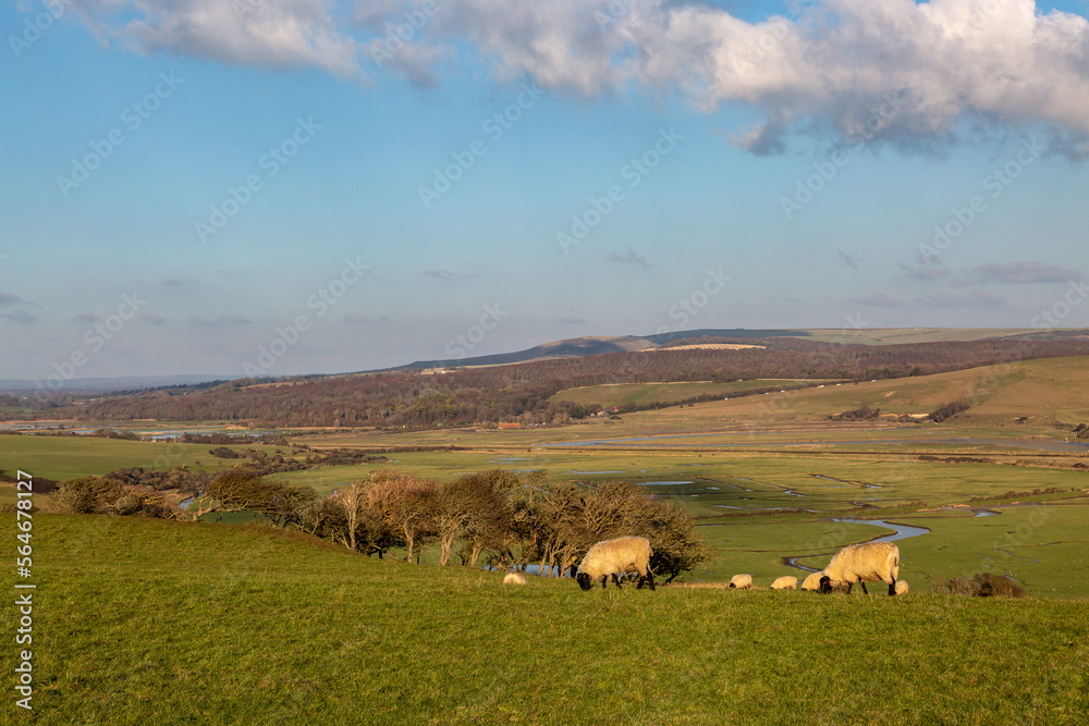 Sheep grazing in the South Downs on a sunny winter's day