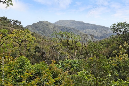 Mata atlantica forest in Brazil photo