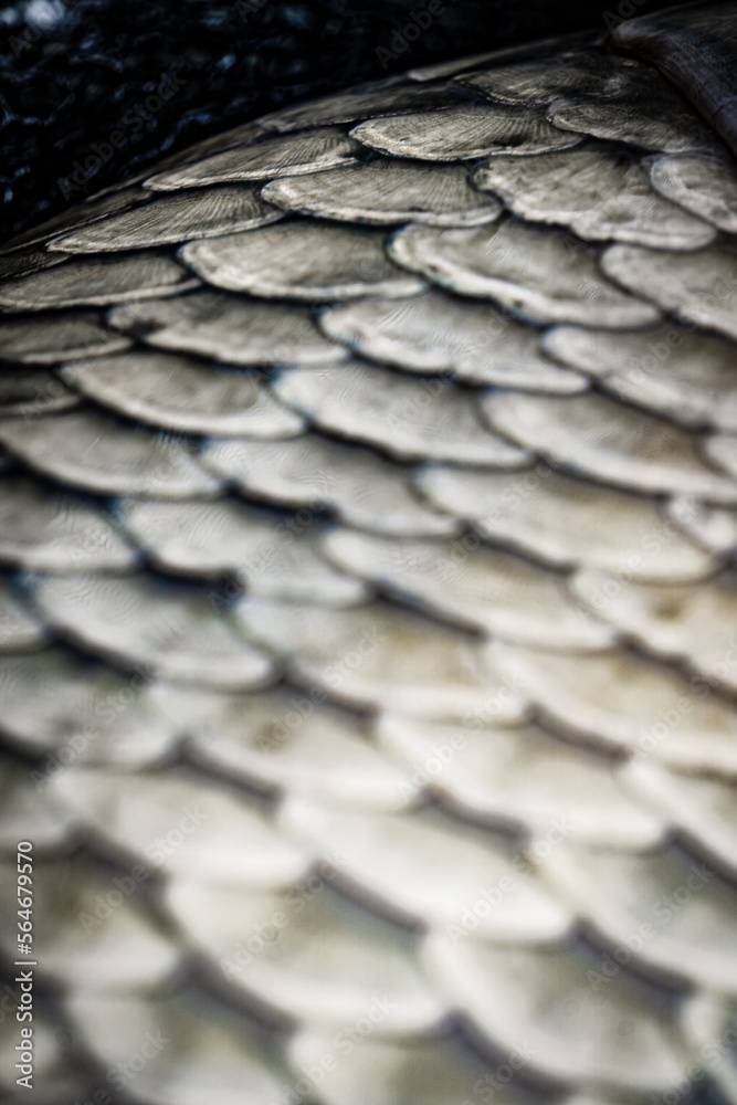 fish scales, scales of carp fish, silver scales fish scales, scales of carp fish, silver scales