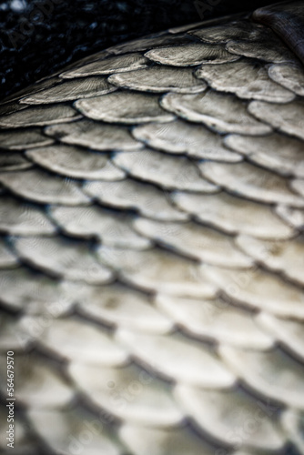 fish scales, scales of carp fish, silver scales photo