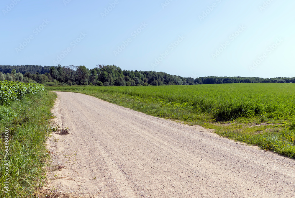 Dirt road in the field