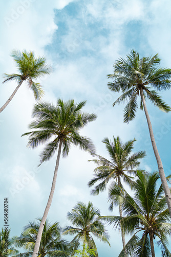 tropical palms with the background of a blue sky veiled in a philippines island  copy space