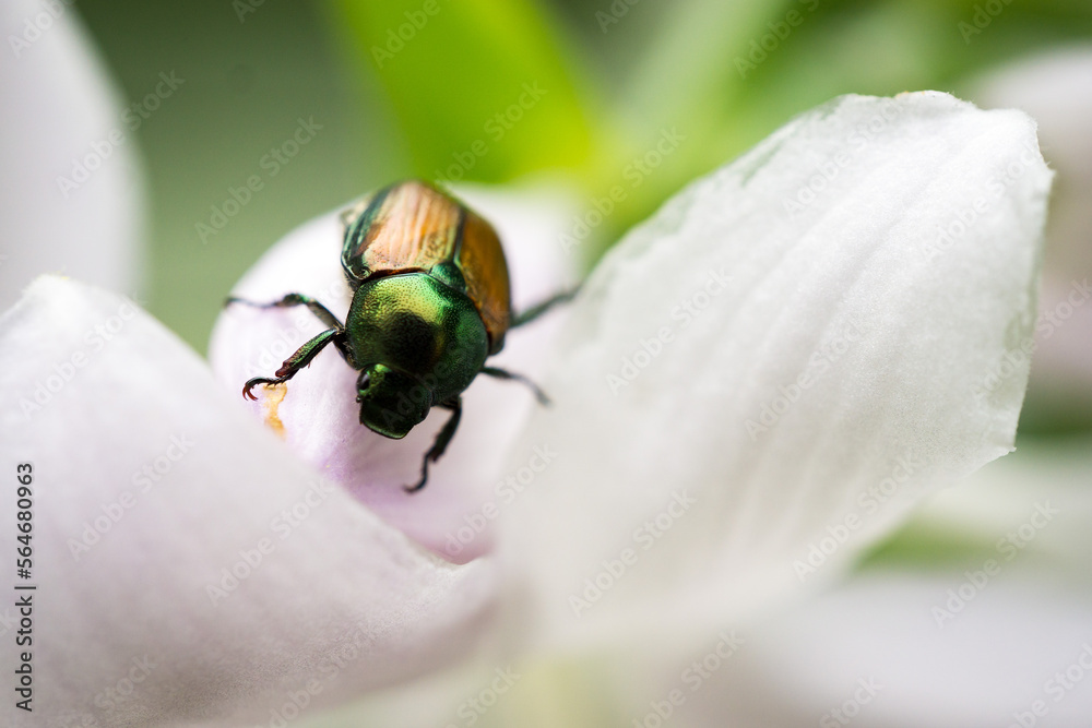 Naklejka premium Japanese Beetle on a flower in the summer