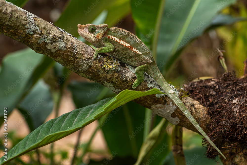 Globe-horned Chameleon - Calumma globifer, beautiful colored chameleon endemic in forests of Madagascar, Africa.