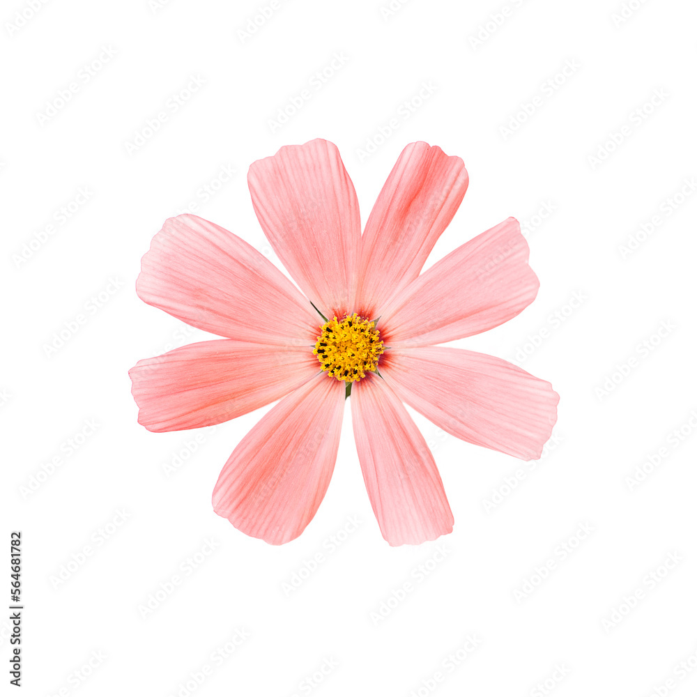 Pink cosmos flower isolated on white background Pink cosmos flower isolated on white background