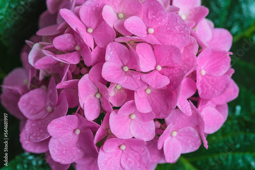 Close up for purple hydrangea with waterdrops top view