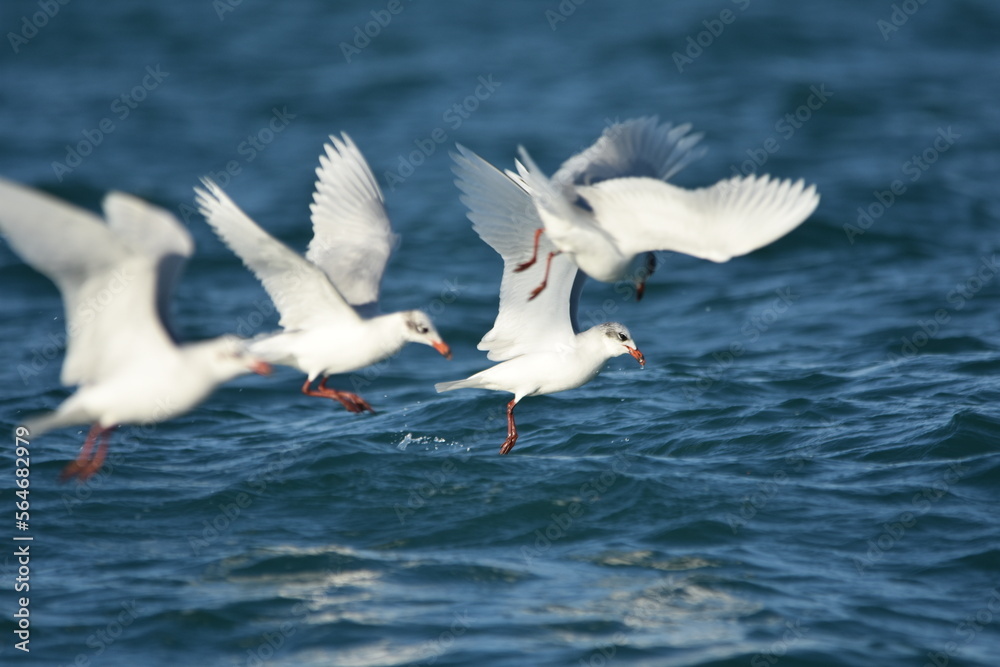 Obraz premium seagull in flight