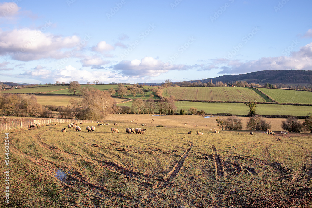 Fototapeta premium Landscape in the UK.