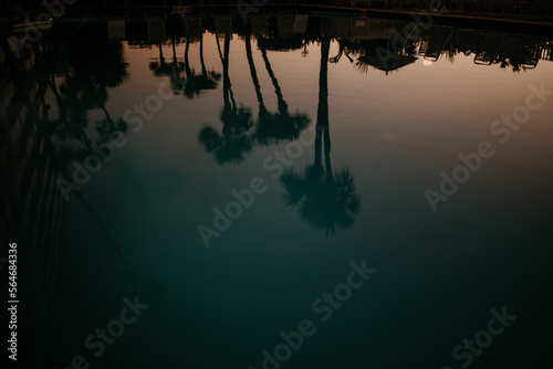 palm tree pool reflection © Kim