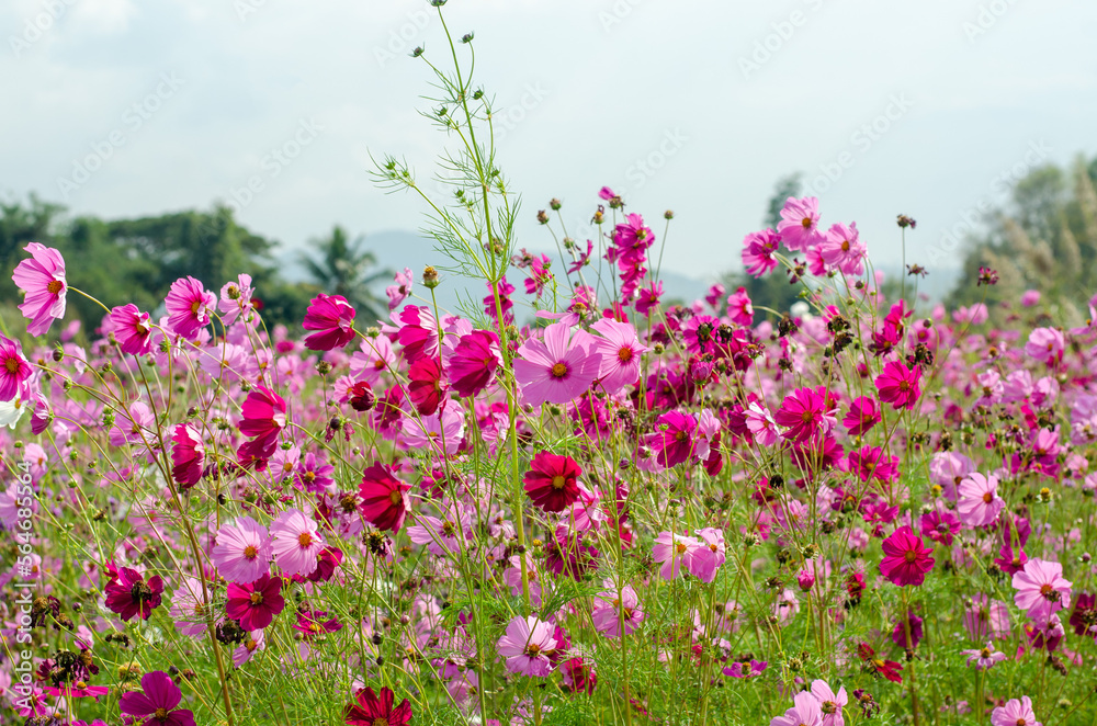 Cosmos flowers in the garden with blue sky, nature background. Cosmos flowers in the garden with blue sky, nature background.