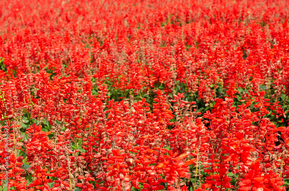 Field of red salvia flowers. Salvia officinalis. Field of red salvia flowers. Salvia officinalis.