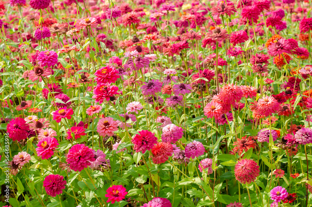 Colorful zinnia flowers blooming in the garden background.