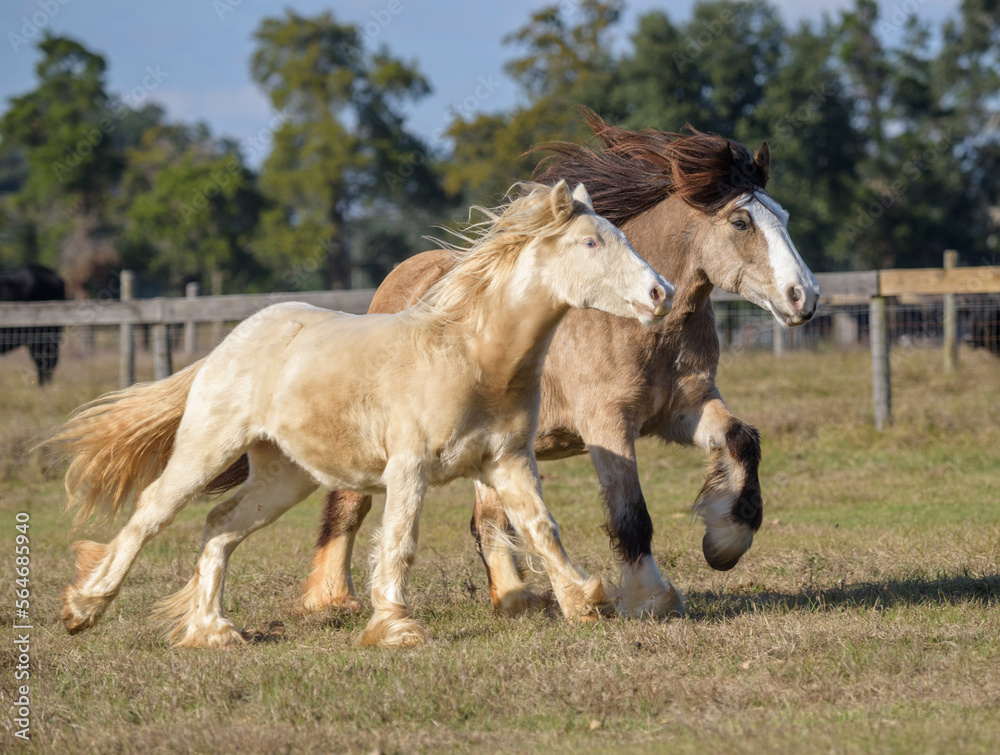 Obraz premium Gypsy Vanner Horse mare running with foal at side.
