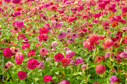 Colorful zinnia flowers blooming in the garden background.