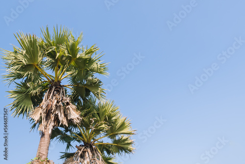 Wallpaper Mural Upper view of green palm or coconut tree stand with blue sky background in summer with copy space Torontodigital.ca
