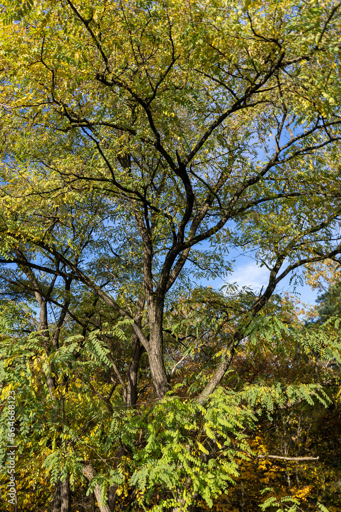 A tree in the autumn season, close up A tree in the autumn season, close up