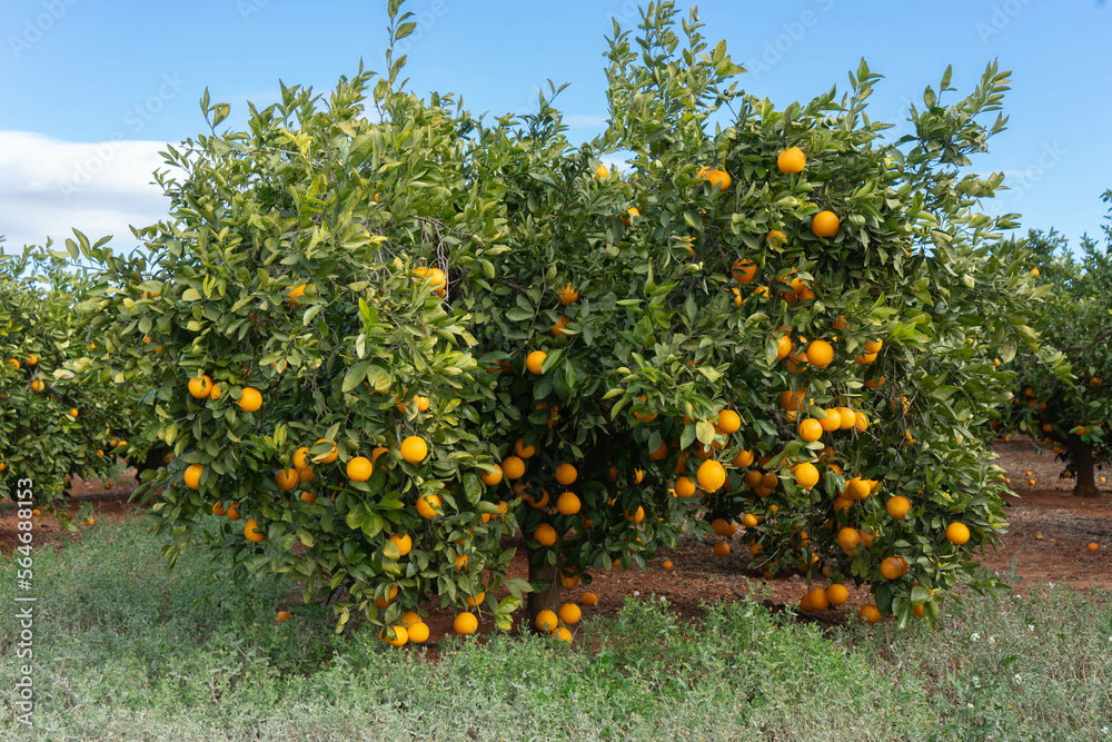 Campo de naranjas en Rafelbunyo, Horta Nord de València