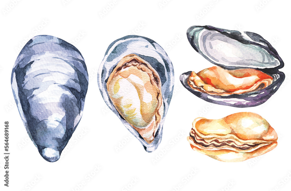 Fresh sea food.Mussels hand drawn in watercolor.Sea creatures.Food ingredient.Isolated on white background. Fresh sea food.Mussels hand drawn in watercolor.Sea creatures.Food ingredient.Isolated on white background.