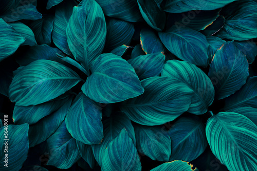 blue tropical leaf texture background