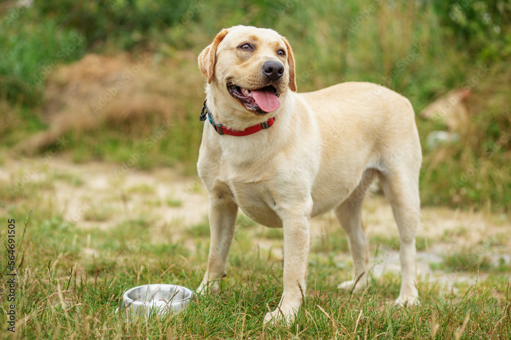 Cute dog eats his food on the lawn. Red collar for dogs. Playing pets, pet concept.