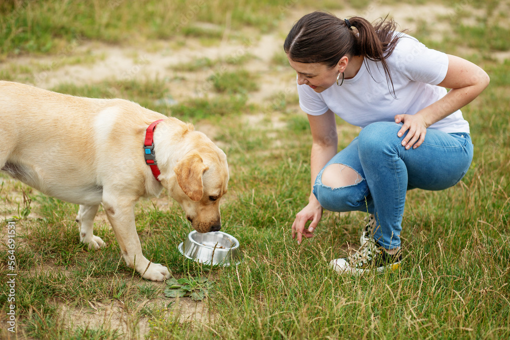 Cute dog eats his food on the lawn. Red collar for dogs. Playing pets, pet concept. Cute dog eats his food on the lawn. Red collar for dogs. Playing pets, pet concept.