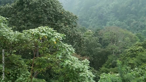 tropical forest landscape with little fog