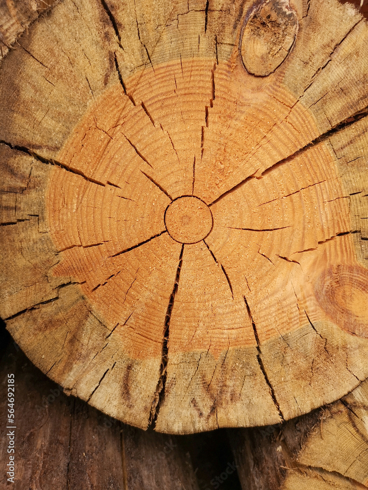 Cut down a tree with a cracked trunk. Wooden surface, structure of annual tree rings