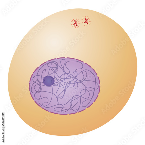 Premeiotic events and meiotic chromosome pairing