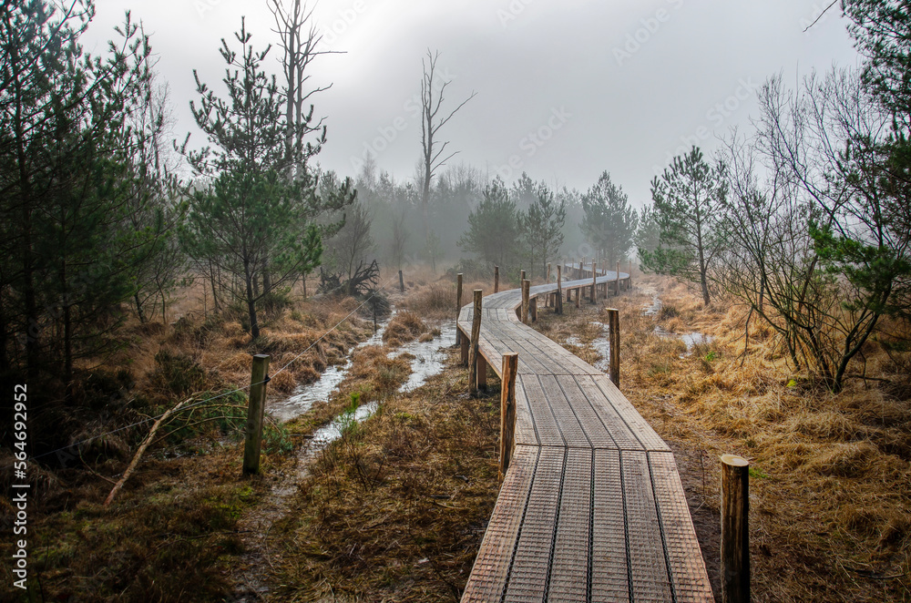 Wooden walkway for hikers in a landscape wtih trees, meadows and frozen ponds on a misty winter morning near Dwingeloo, The Netherlands