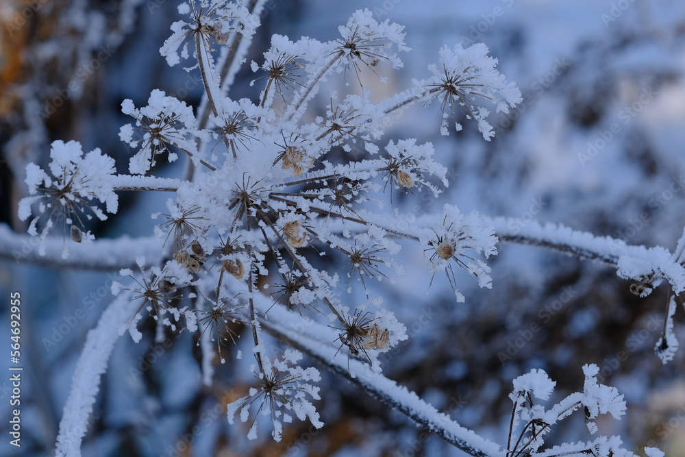 Frosty plant. Winter background 