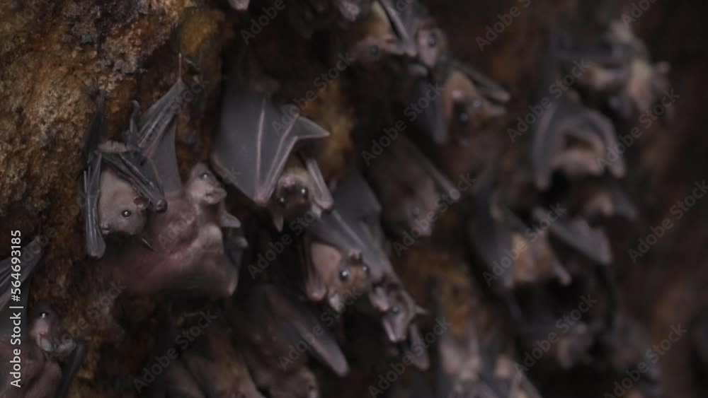 A flock of bats hanging on the stone wall of the cave and flying out of ...