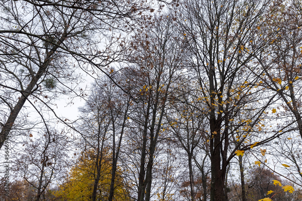 Trees with foliage falling in autumn