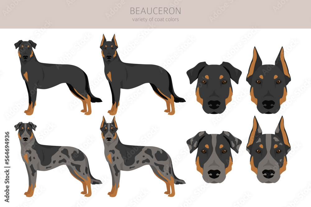 Beauceron dog, French shepherd clipart. All coat colors set.  Different position. All dog breeds characteristics infographic