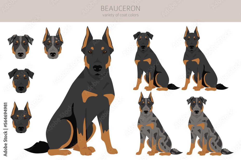 Beauceron dog, French shepherd clipart. All coat colors set.  Different position. All dog breeds characteristics infographic