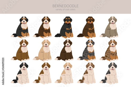 Bernedoodle hybrid clipart. All coat colors set.  Different position. All dog breeds characteristics infographic