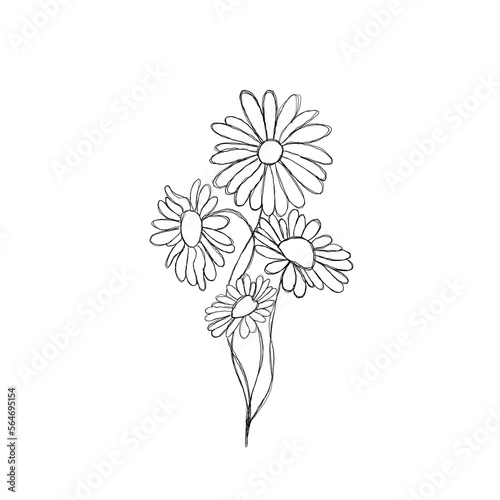 Sketch Floral Botany Collection. Daisy flower drawings. Black and white with ...