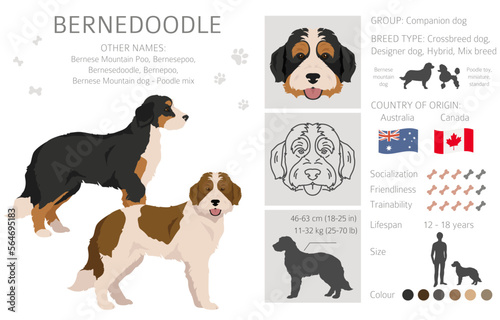 Bernedoodle hybrid clipart. All coat colors set.  Different position. All dog breeds characteristics infographic