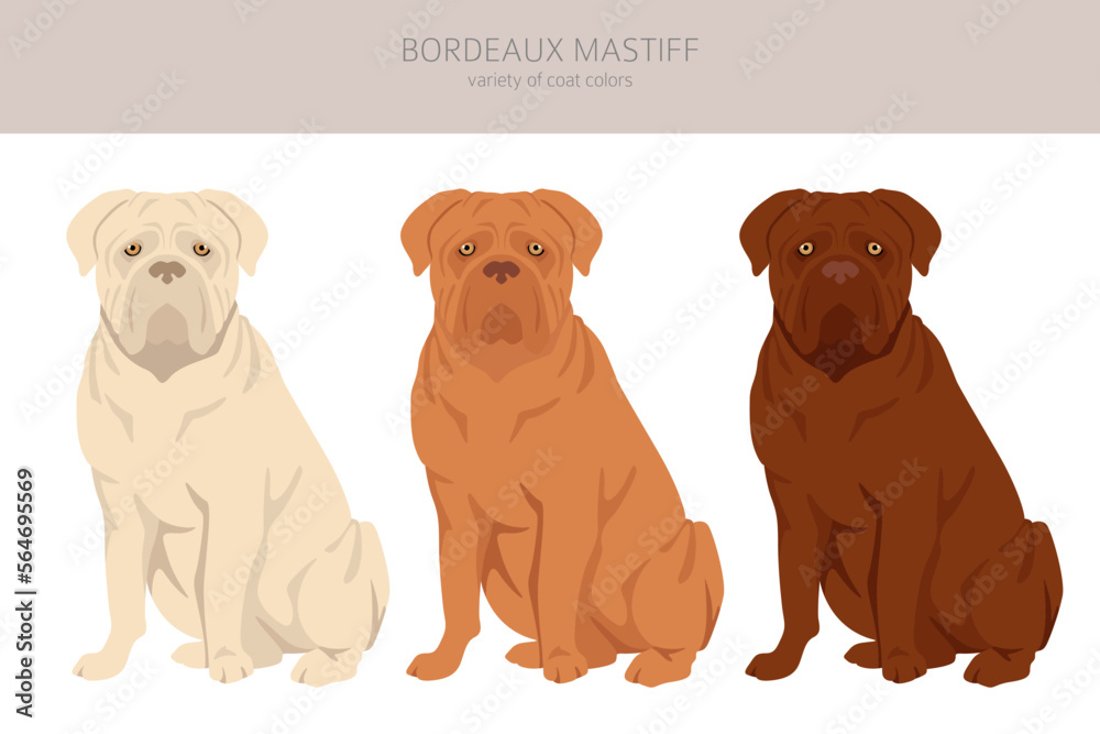 Bordeaux mastiff clipart. Different coat colors and poses set